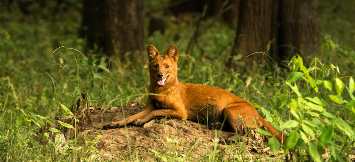 7 Tigers Resort Responsible Tourism